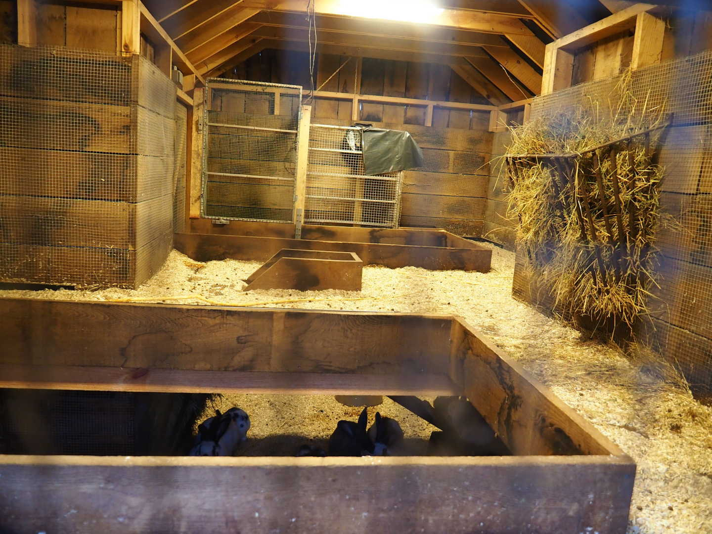 Inside of the domestic rabbit barn, 2020-01-11