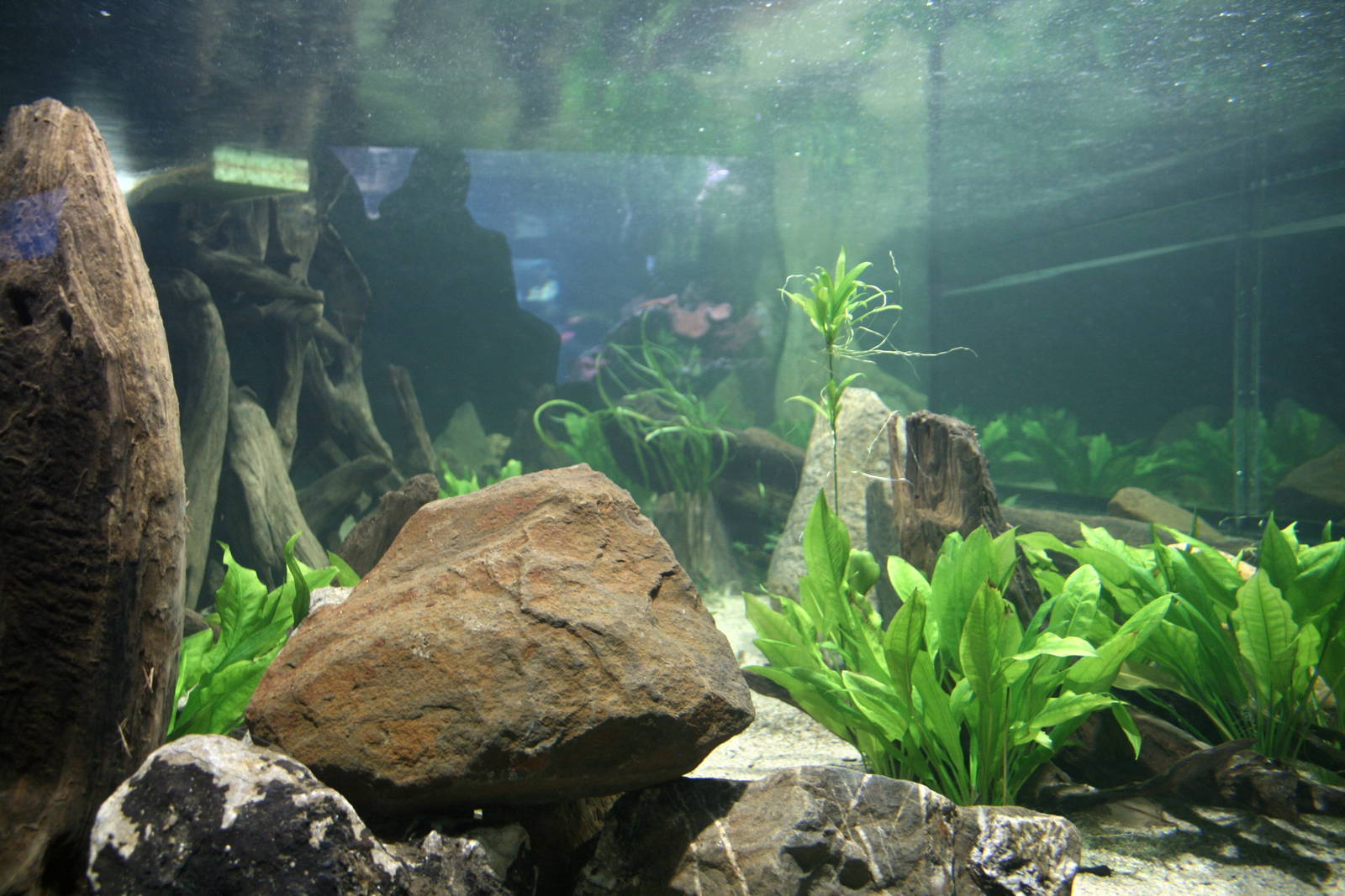 Inside of the Electric eel tank