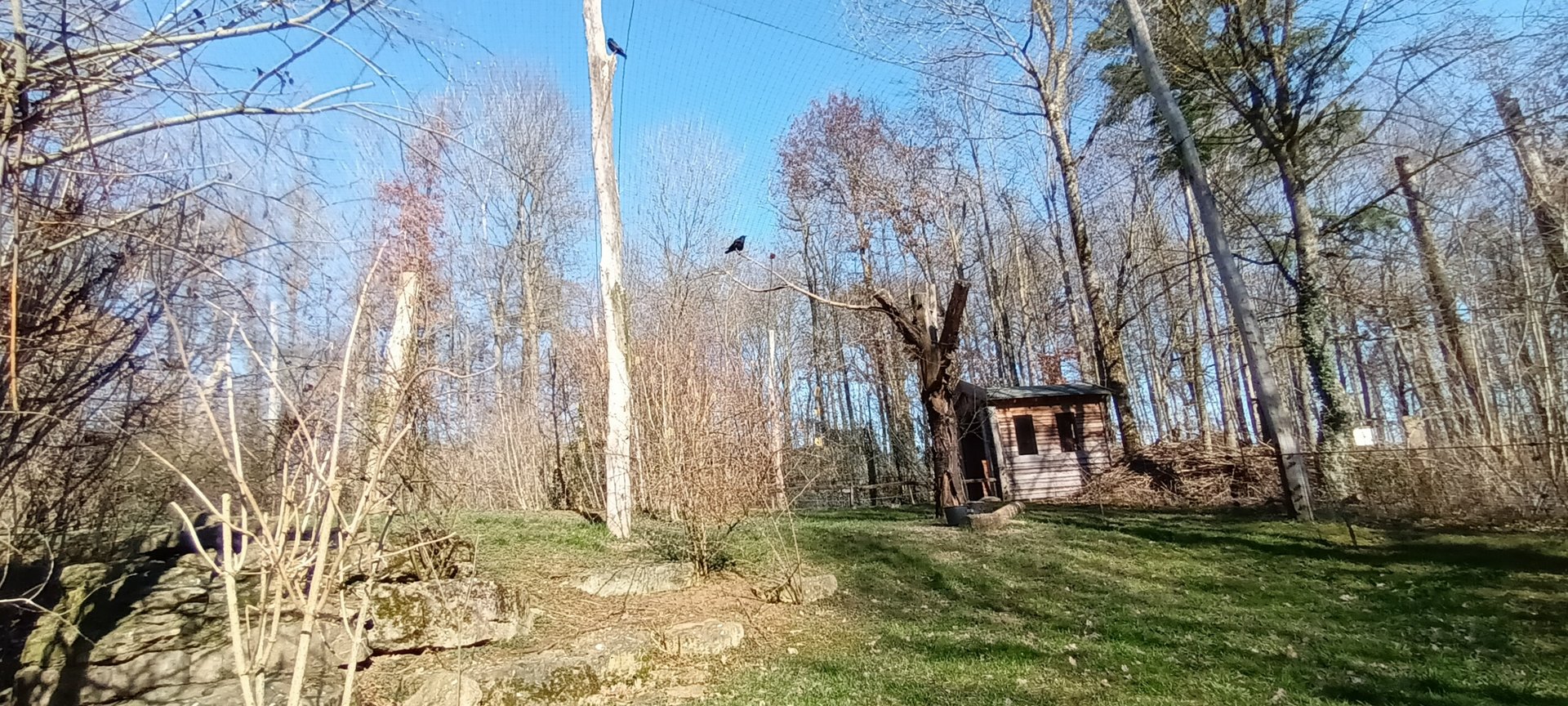 Inside of the Eurasian walkthrough Aviary