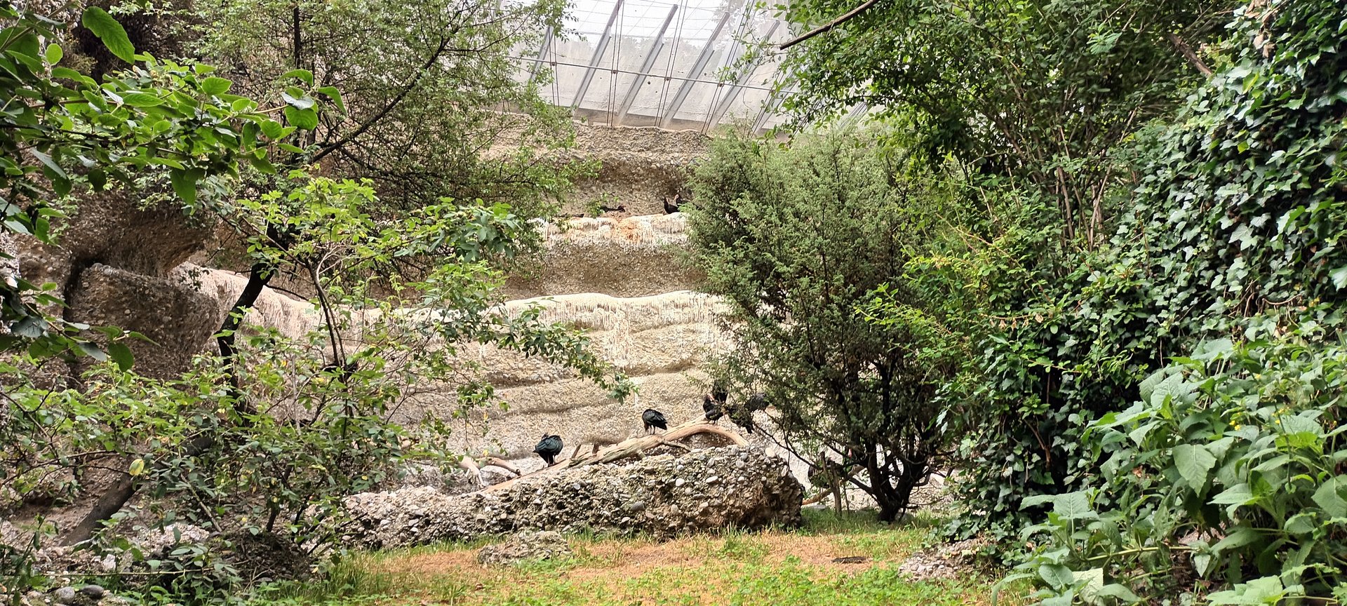 Inside of the Mediteranean Walkthrough Aviary