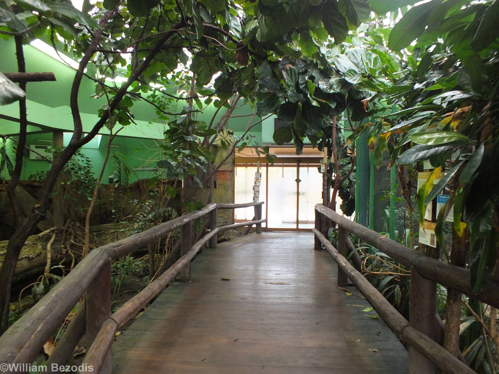 Inside of the Pygmy Hippo Building