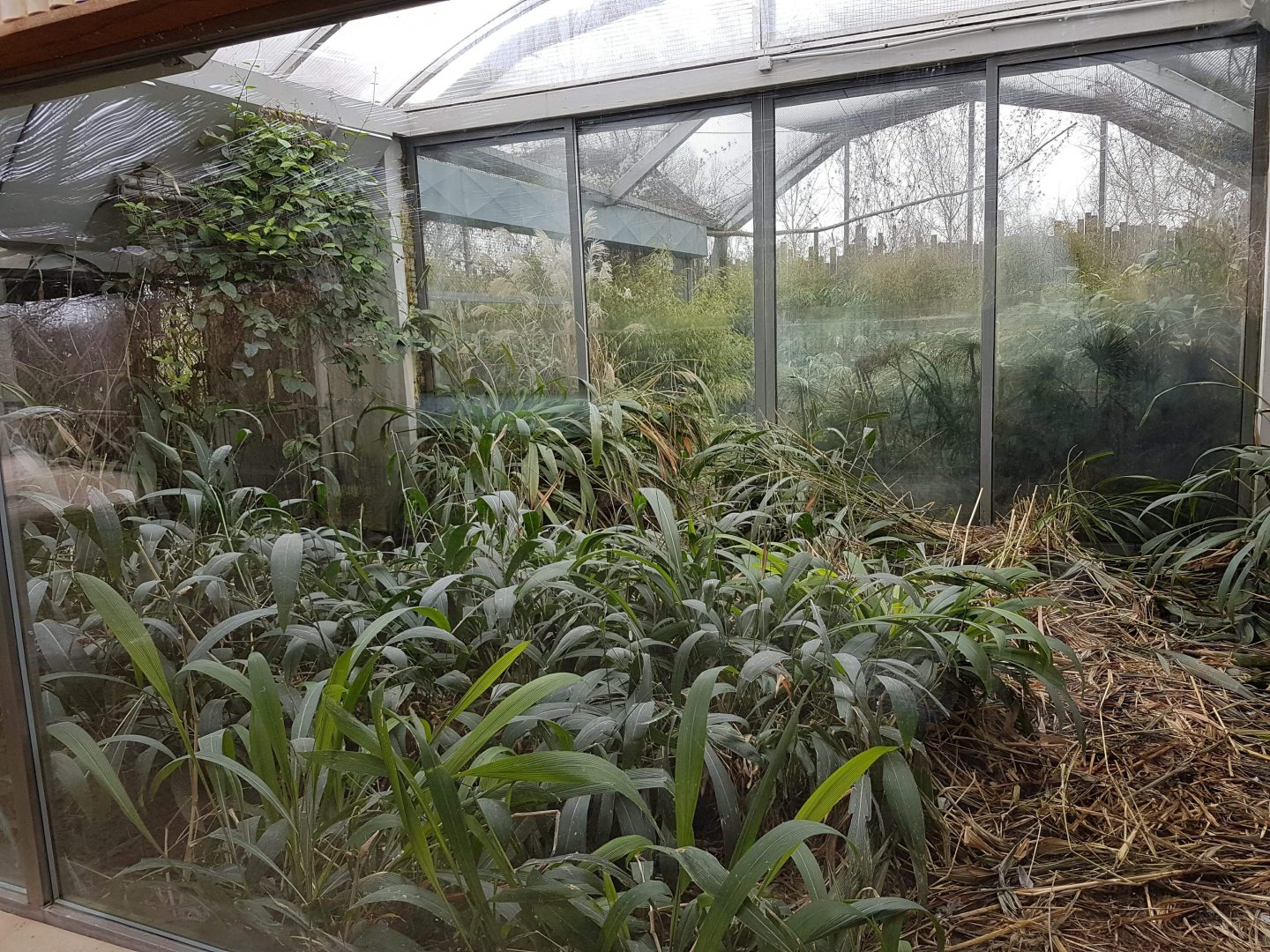 Inside of the Shoebill stork house