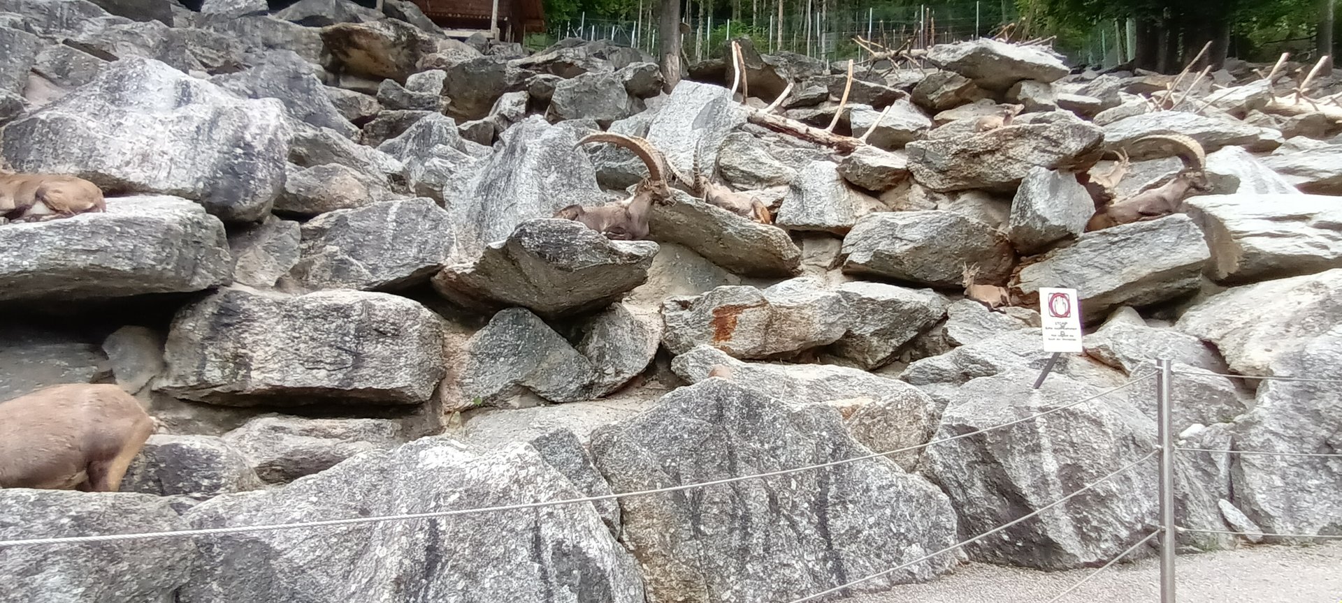 Inside of the walkthrough Alpine Ibex Enclosure