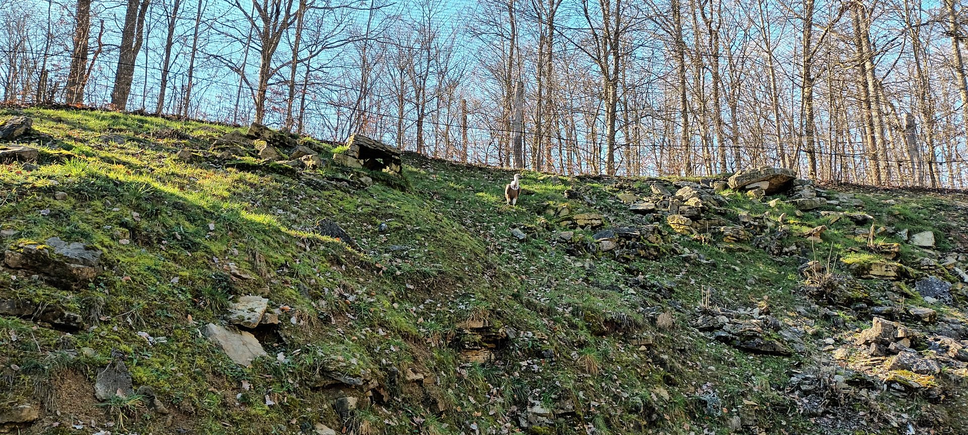 Inside of the walkthrough Eurasian Griffon Vulture Aviary