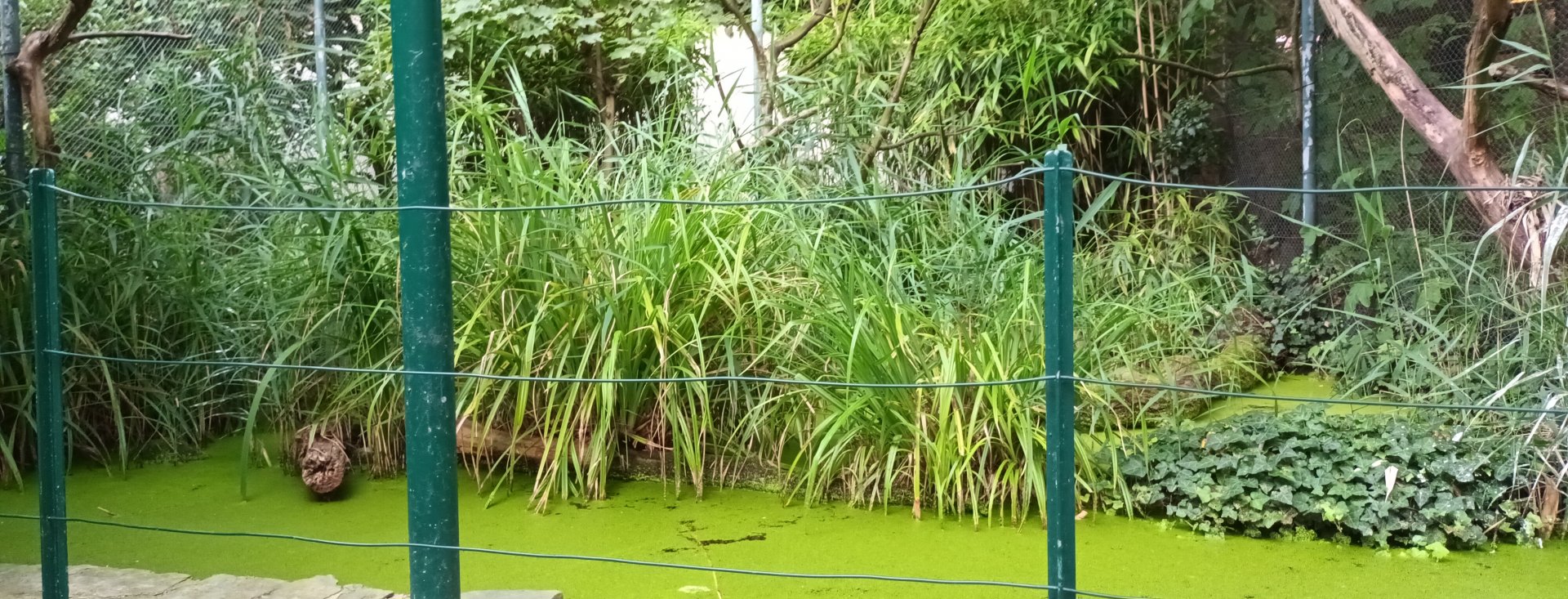 Inside of the walkthrough Hammerkop Aviary
