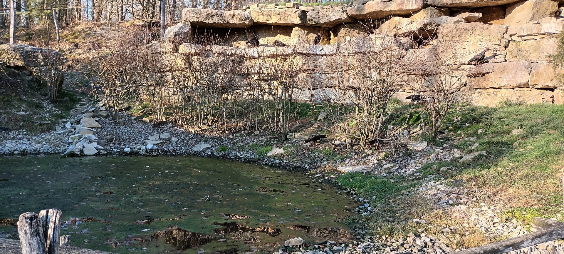 Inside of the walkthrough Northern bald Ibis Aviary