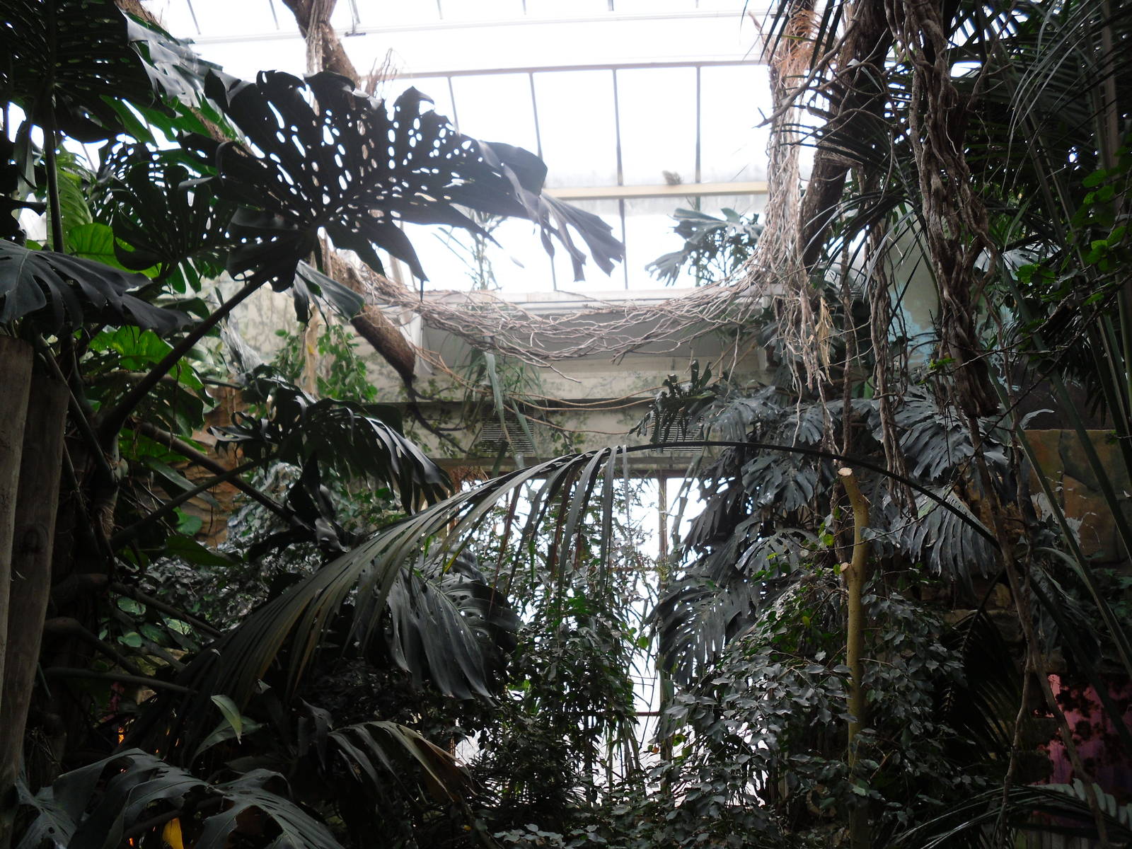 Inside of Wallace Aviary 14/1/09
