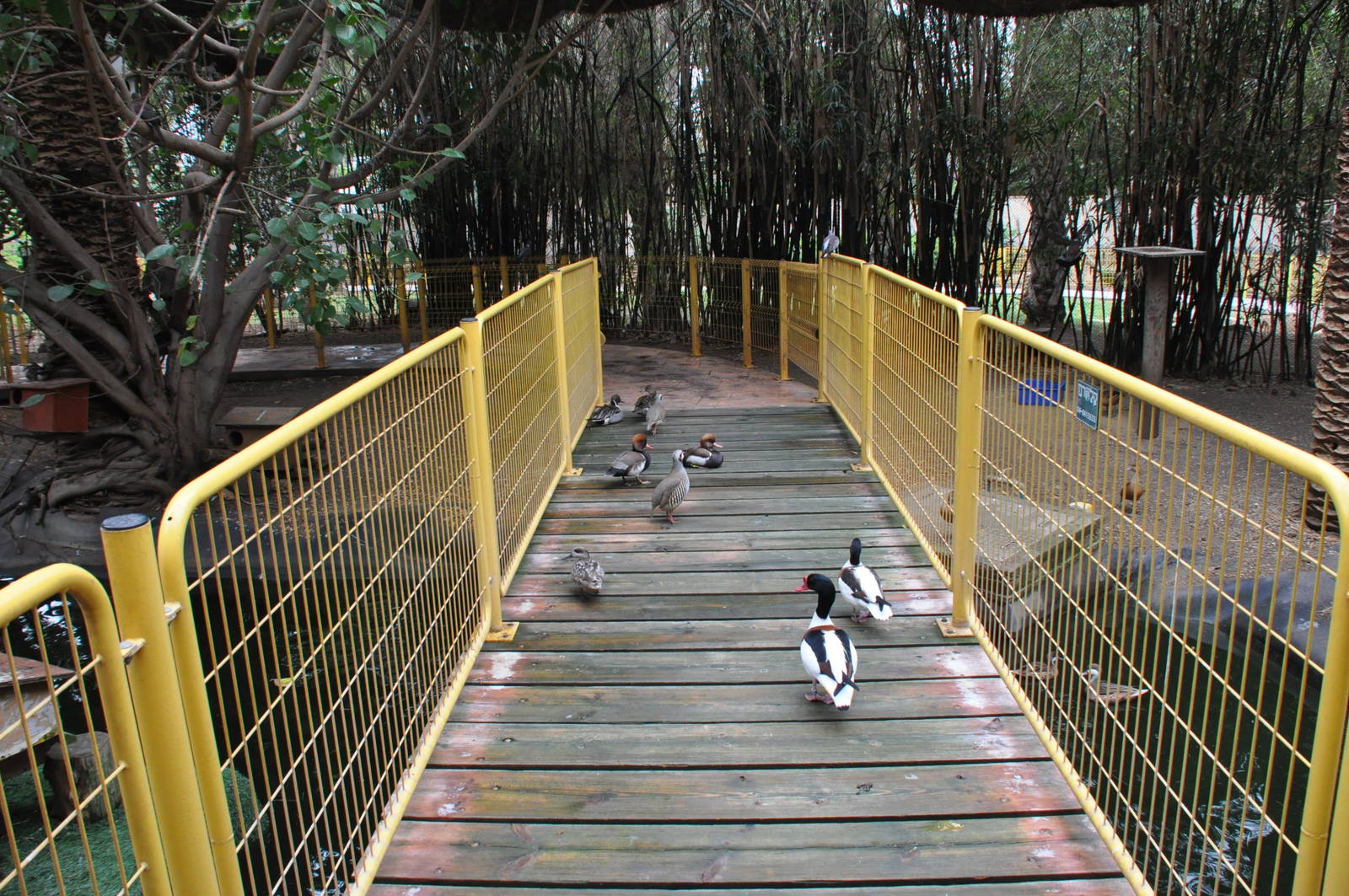 Inside of Waterfowl Aviary