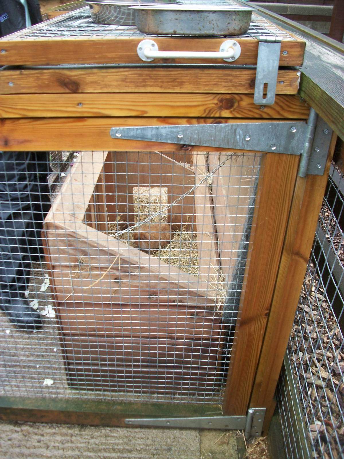 Inside one of the Guinea Pig huts, 10th August 2014