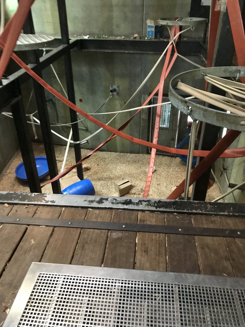 Inside orangutan dayroom