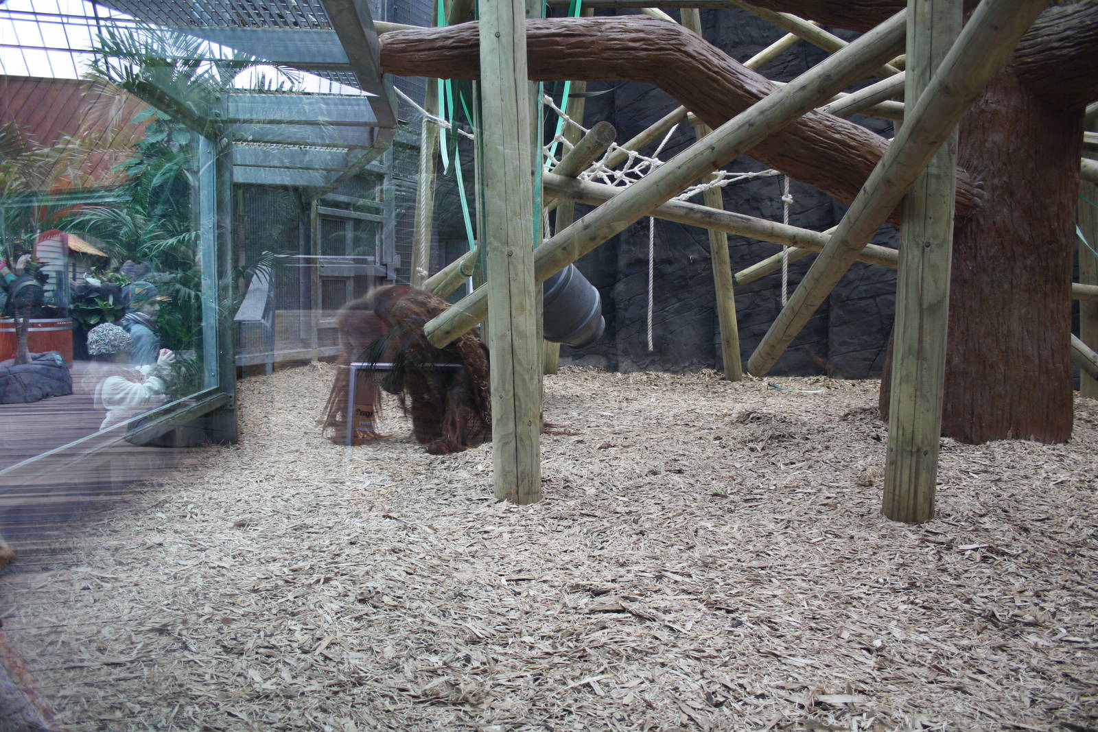 Inside Orangutan Forest - 16 Feb 2010