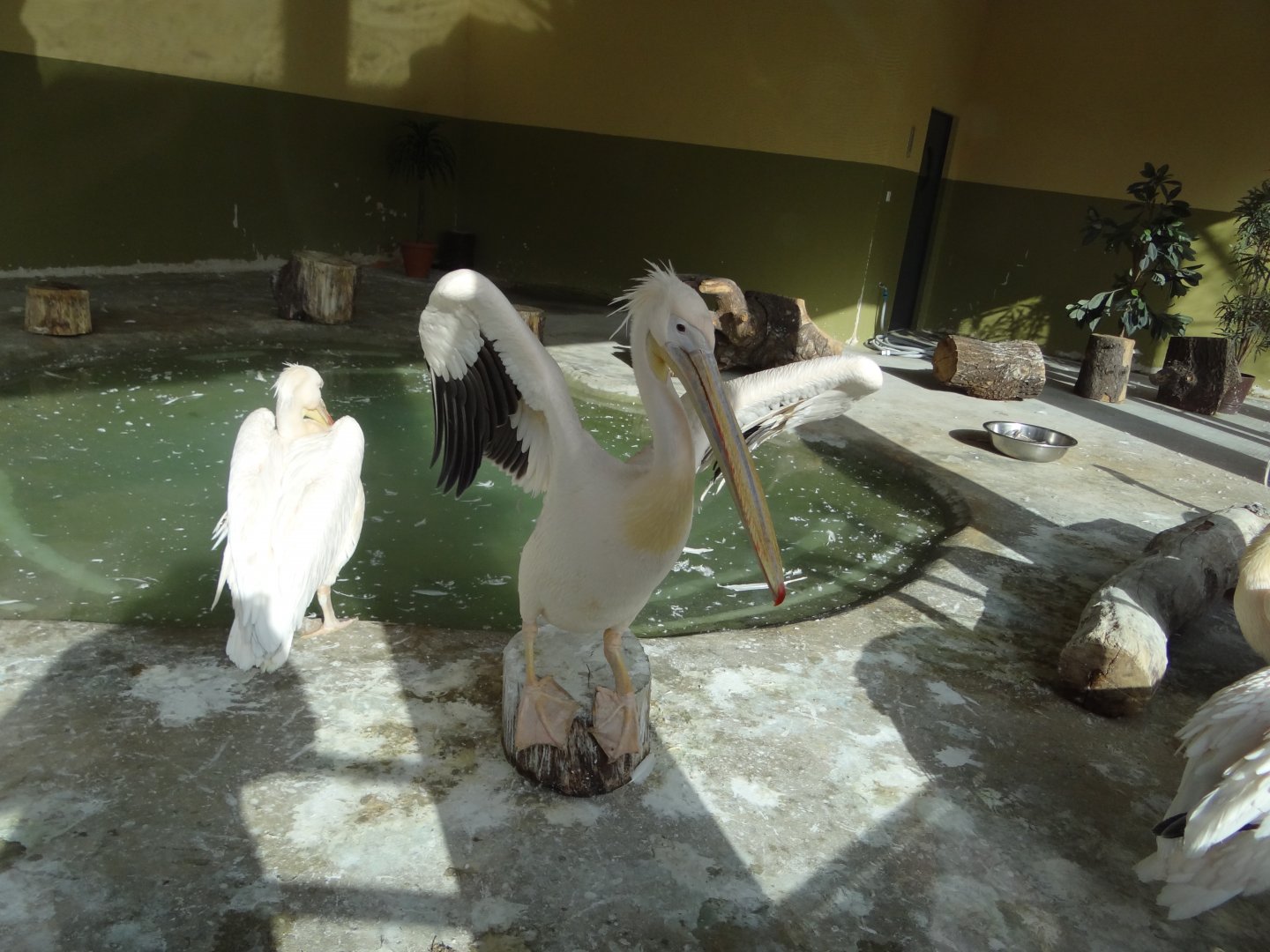 Inside pelican house