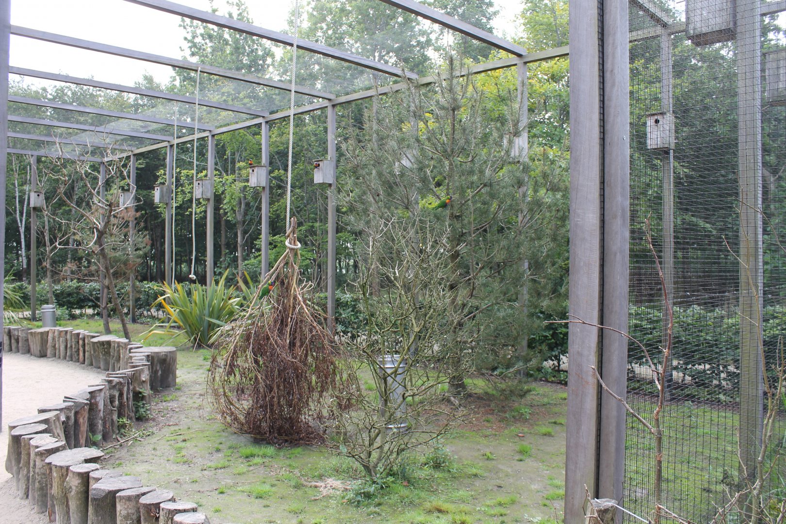 Inside Rainbow lorikeet Walk-through