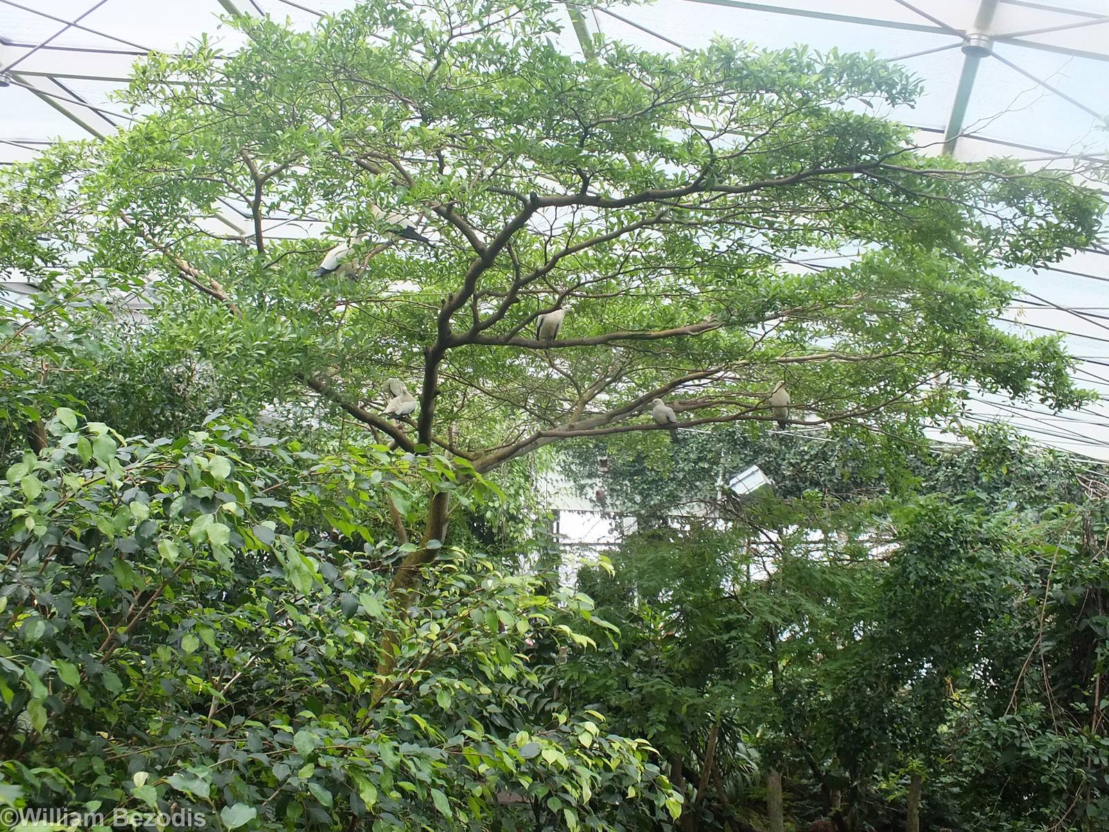 Inside Rainforest House