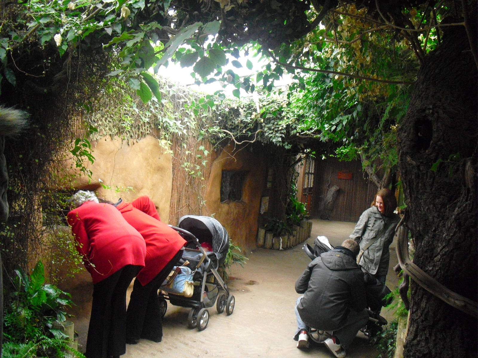 Inside Secret World of the Okapi - 16/02/2011