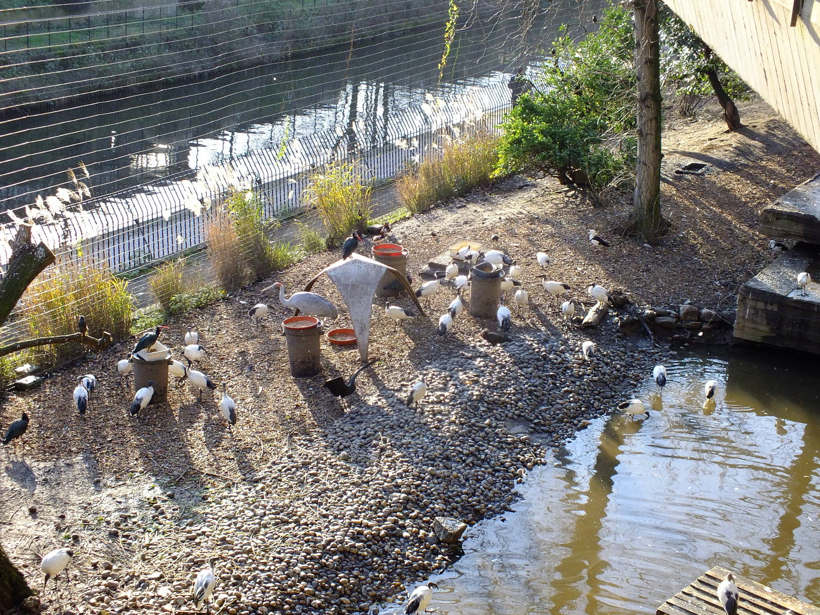 Inside Snowdon Aviary