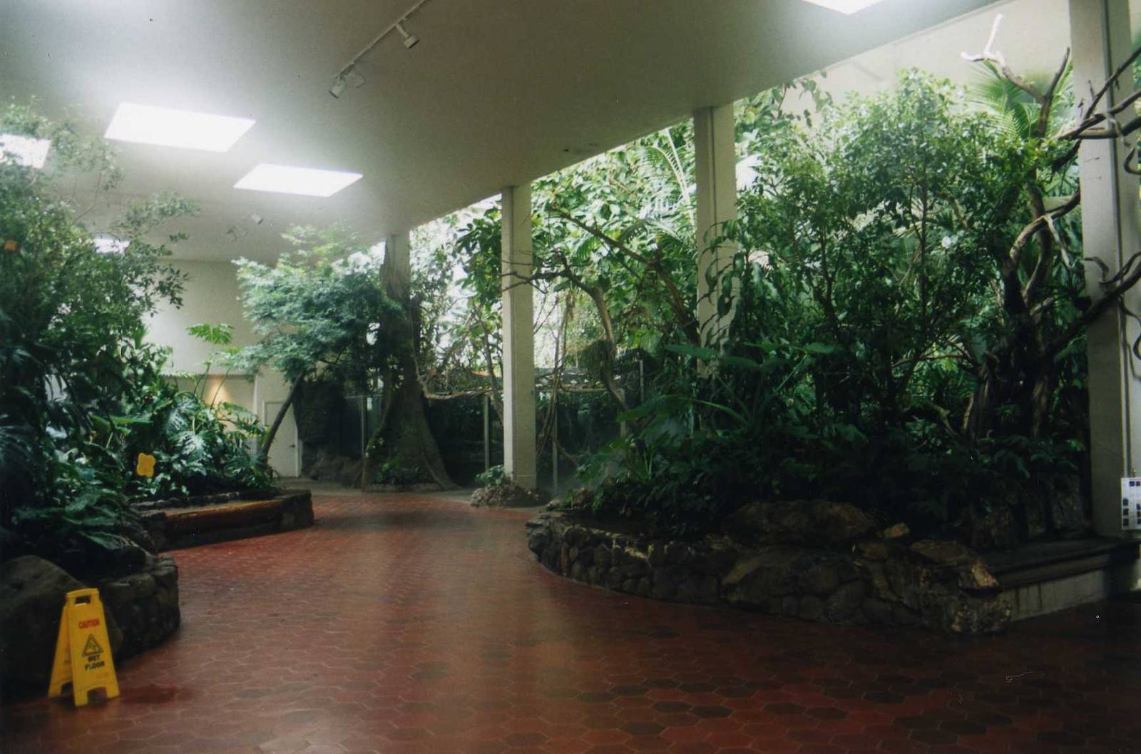 Inside South American Tropical Forest