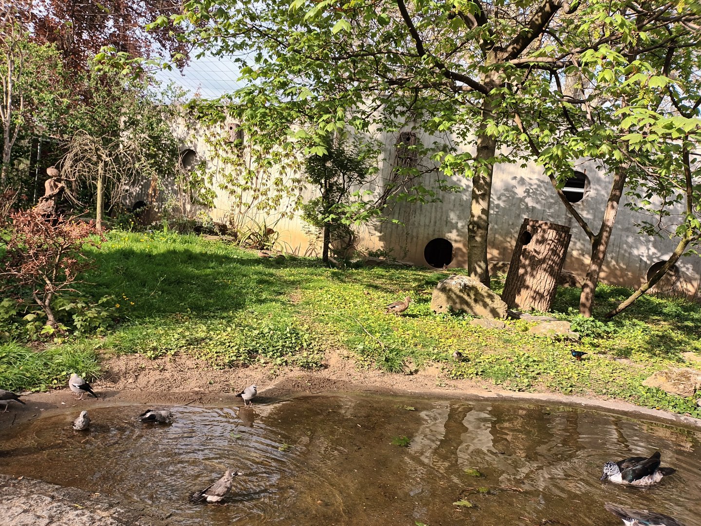 Inside the African Walkthrough Aviary