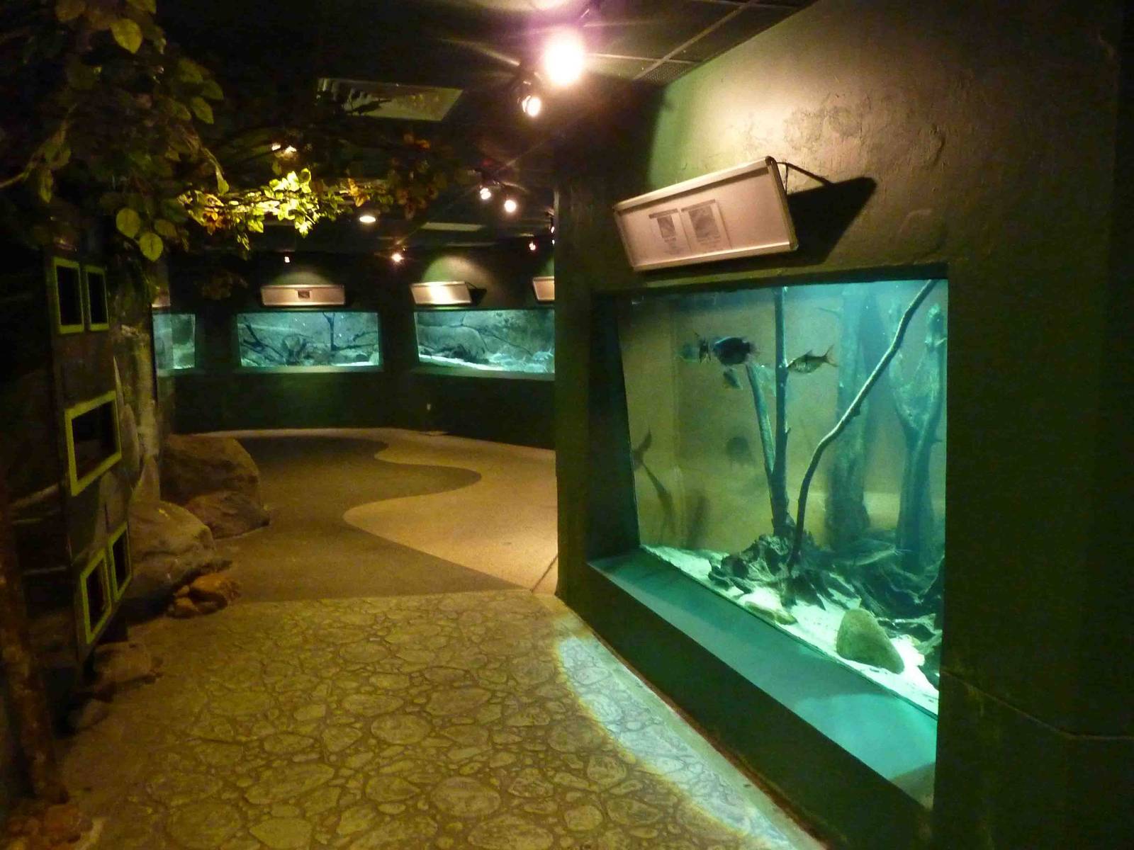 Inside the aquarium, May 2013.