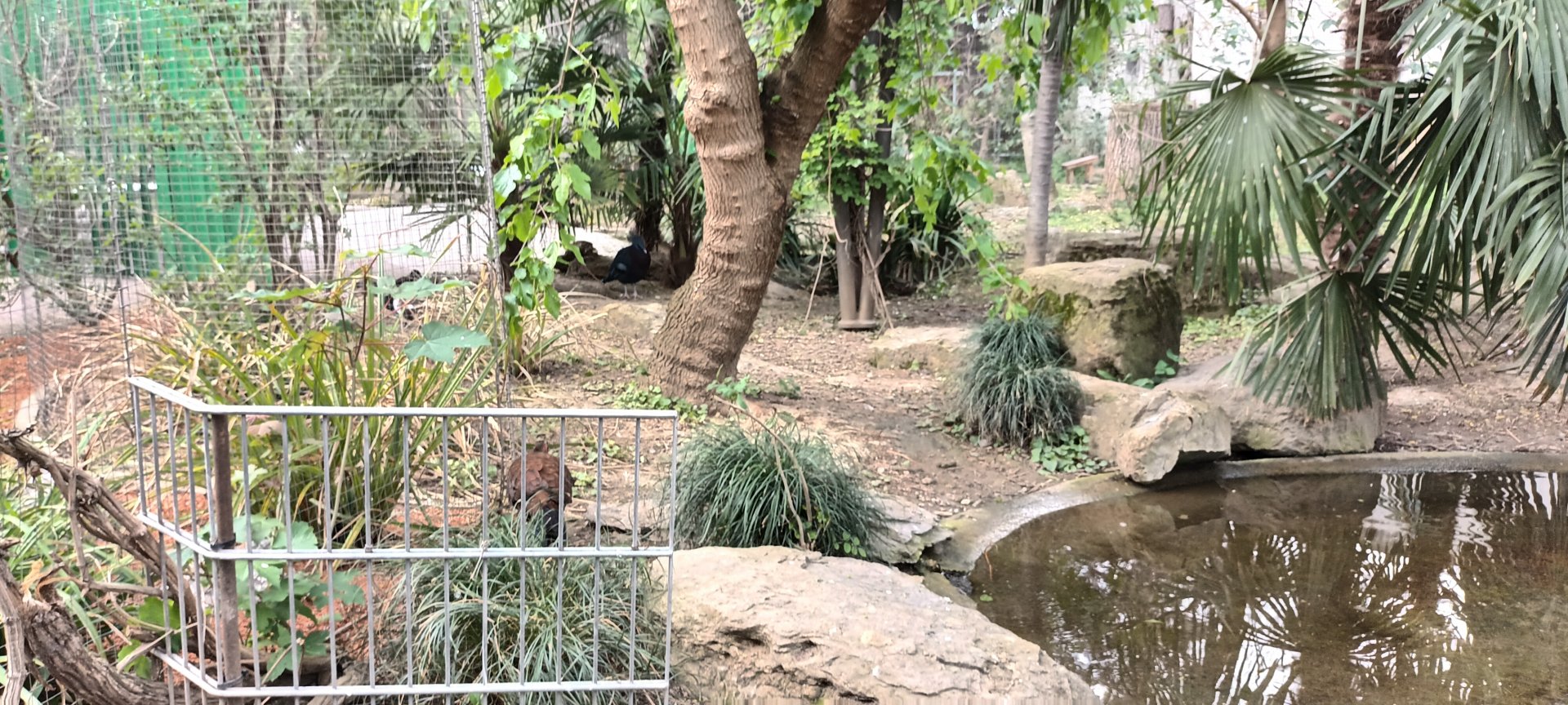 Inside the Asian freeflight Aviary