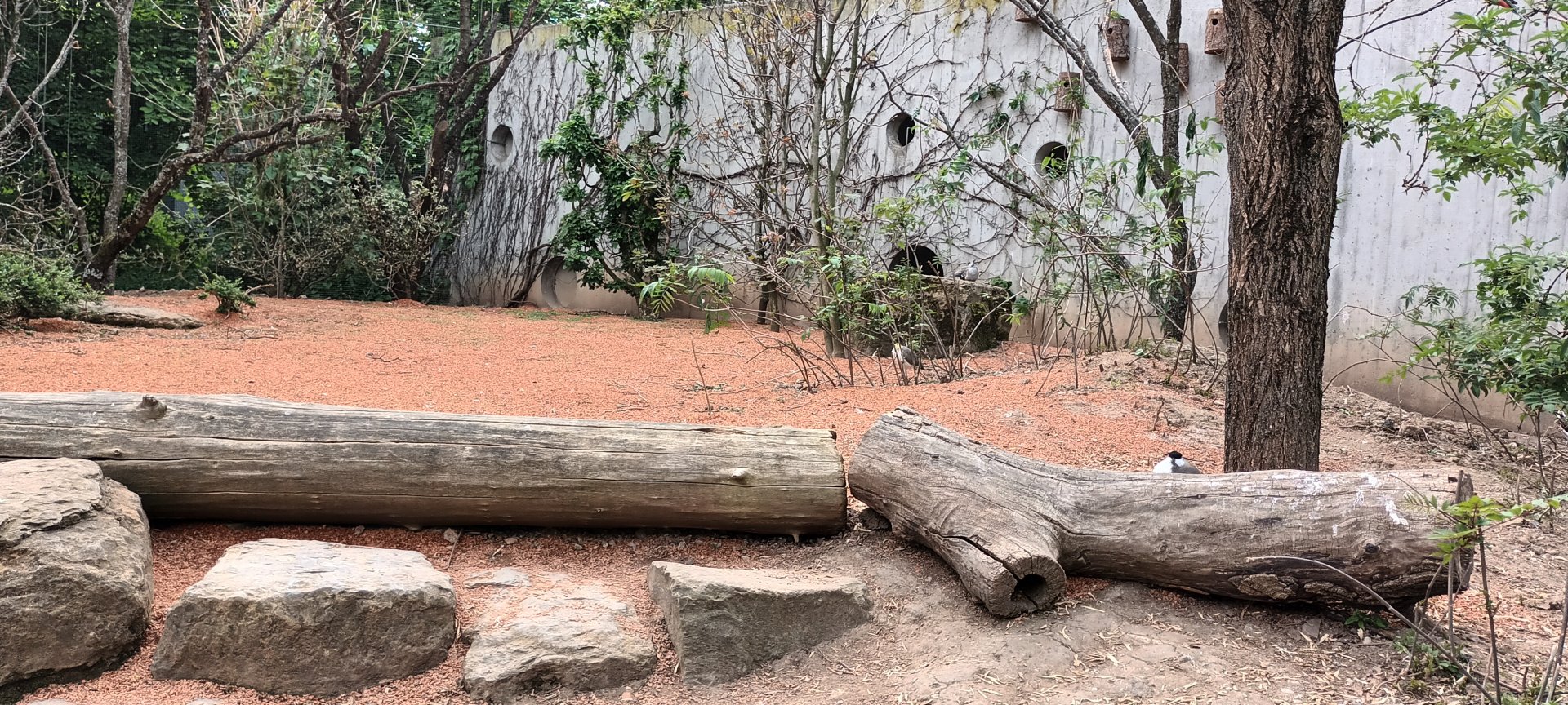 Inside the Australian freeflight Aviary