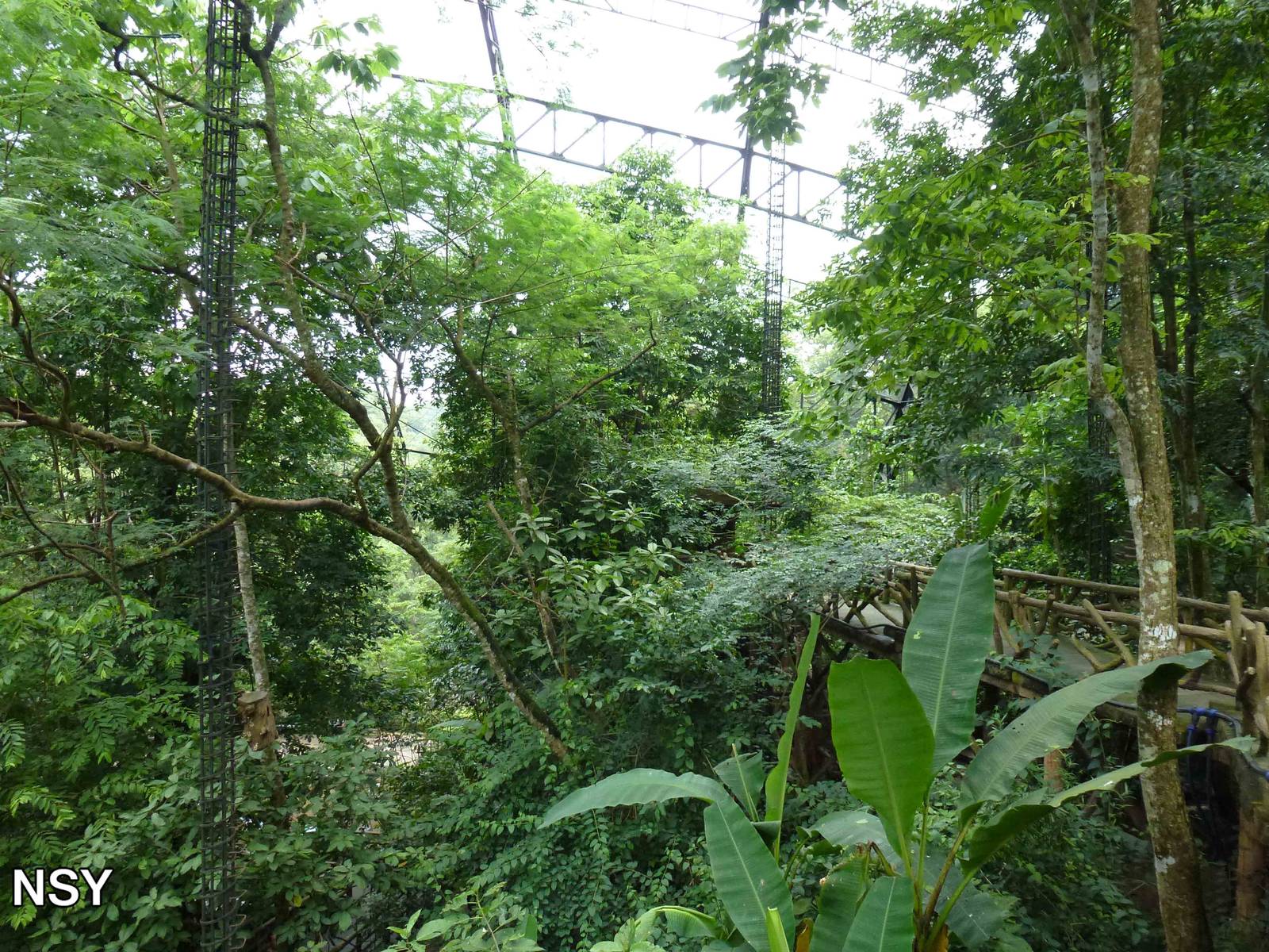 Inside the aviary, June 2013.