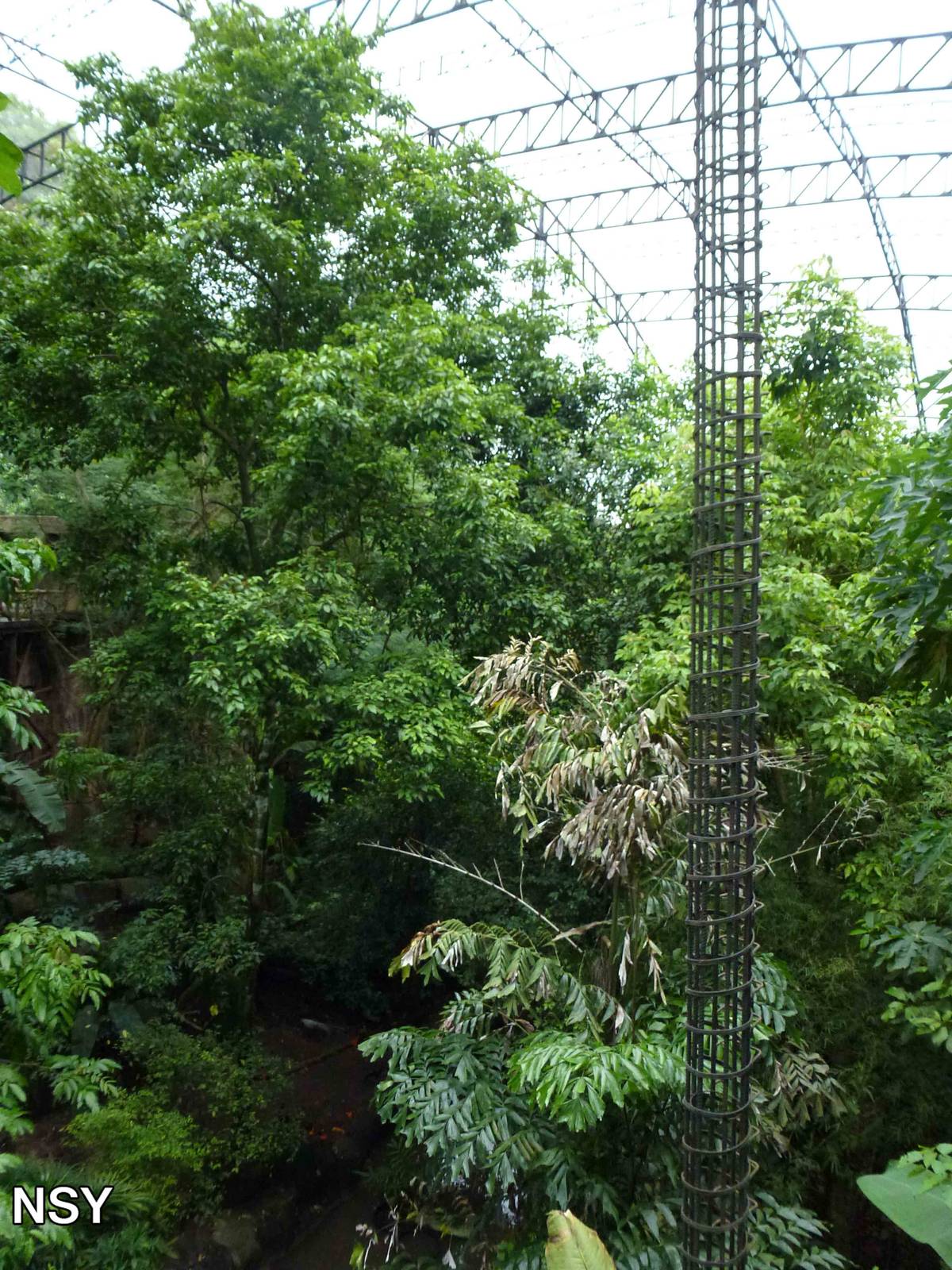 Inside the aviary, June 2013.