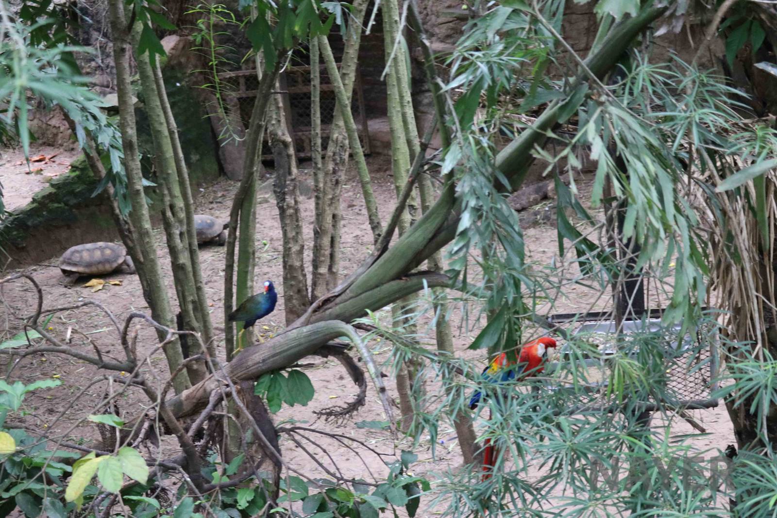Inside the aviary, March 2016