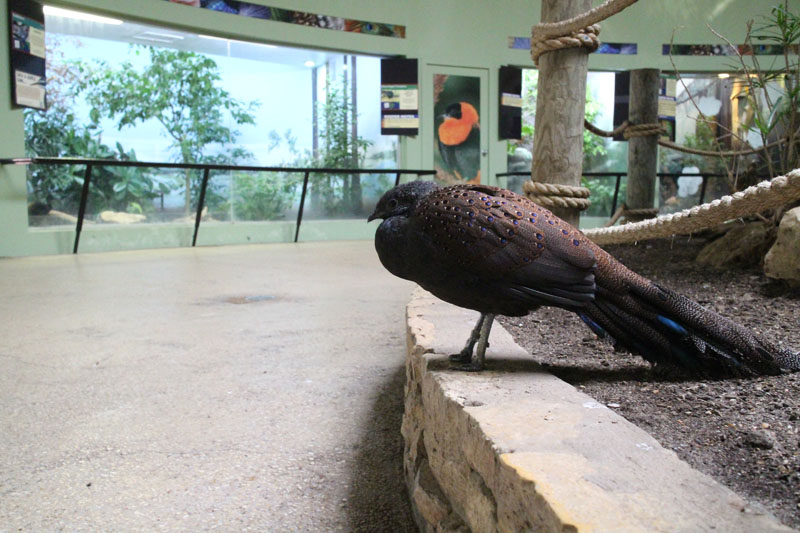 inside the bird house