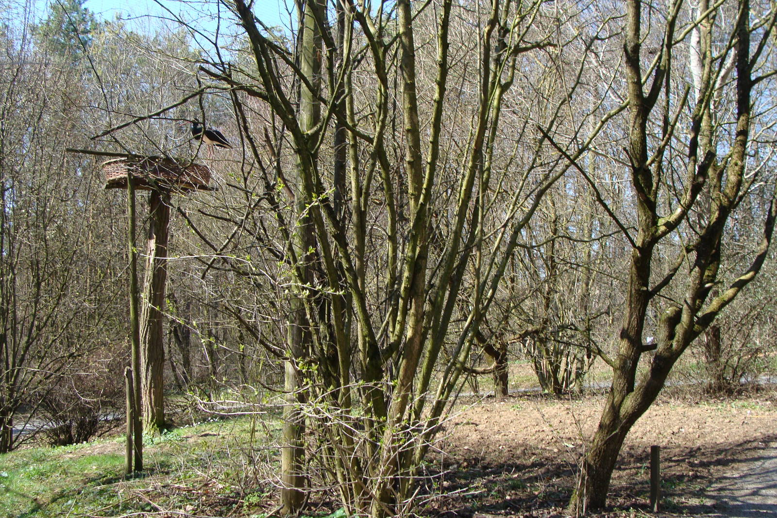 Inside the black stork aviary