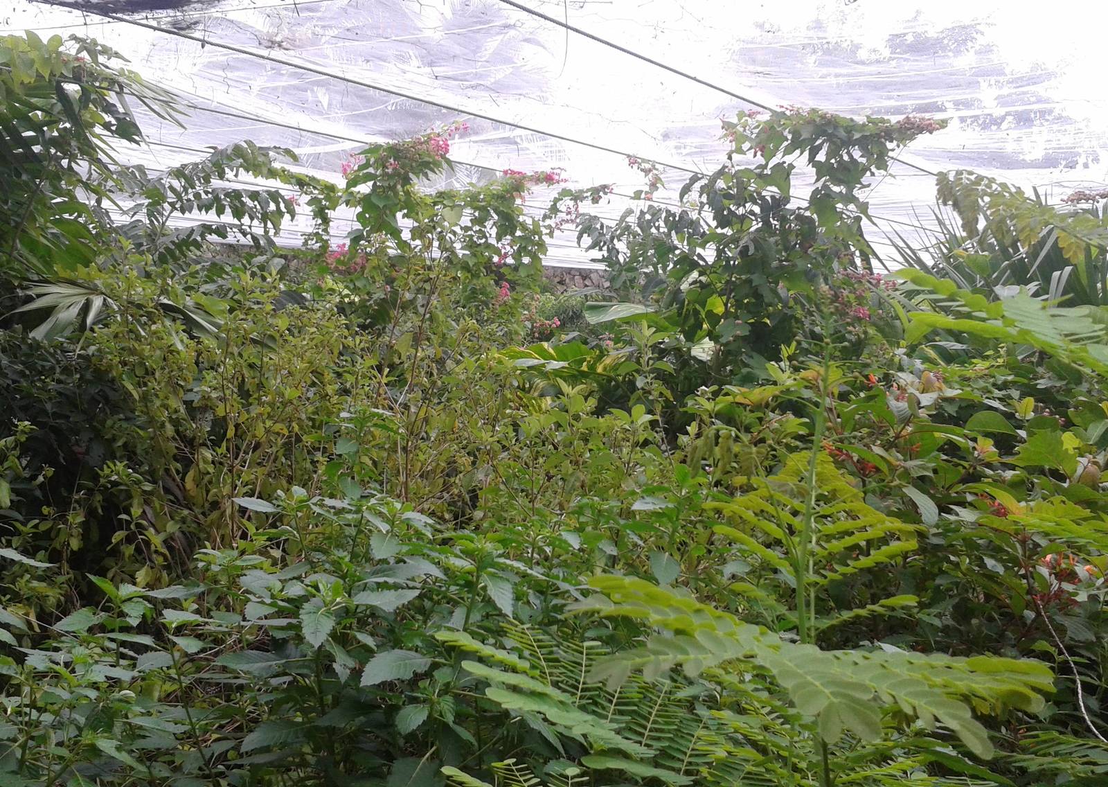 Inside the butterfly hall