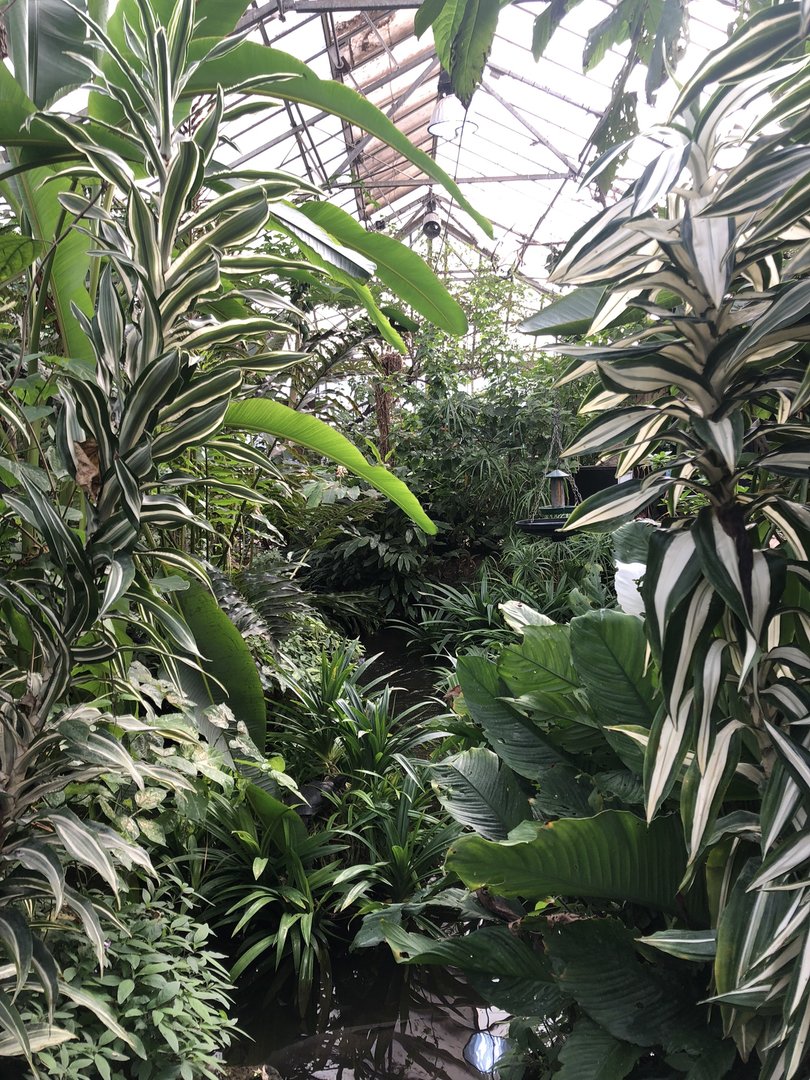 Inside the Butterfly House at Tropical Butterfly House (March 2023)
