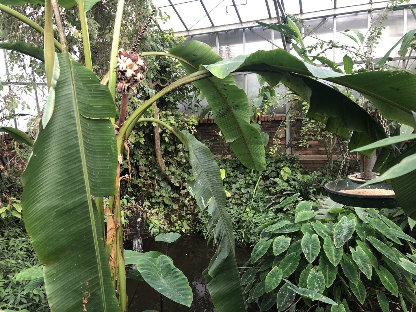 Inside the Butterfly House at Tropical Butterfly House (March 2023)