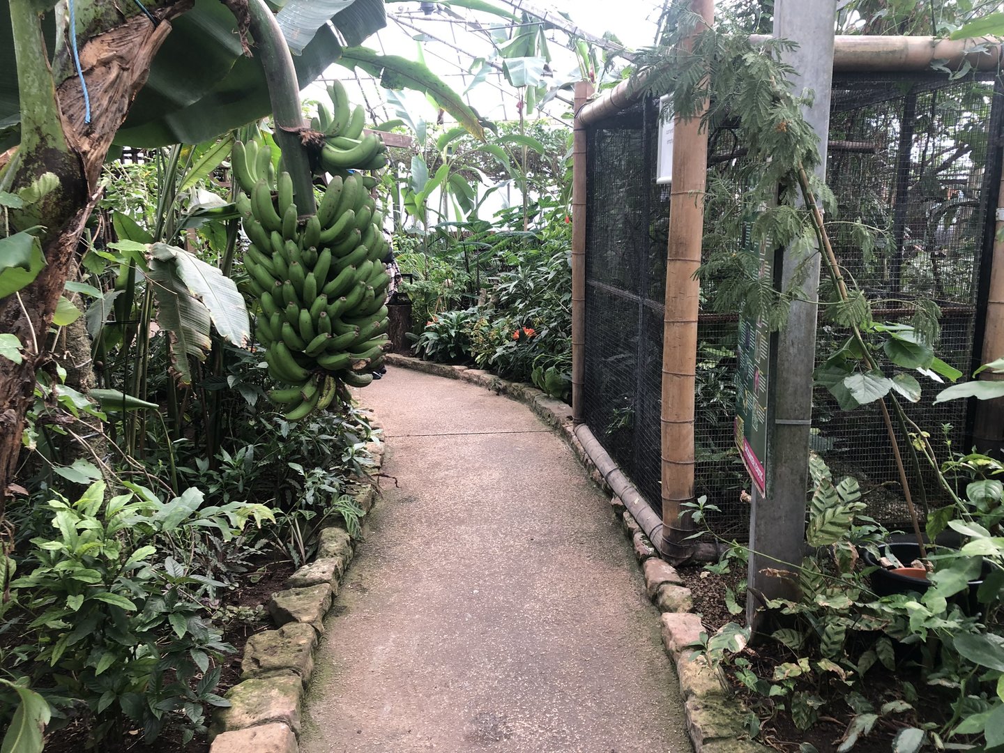 Inside the Butterfly House at Tropical Butterfly House (March 2023)