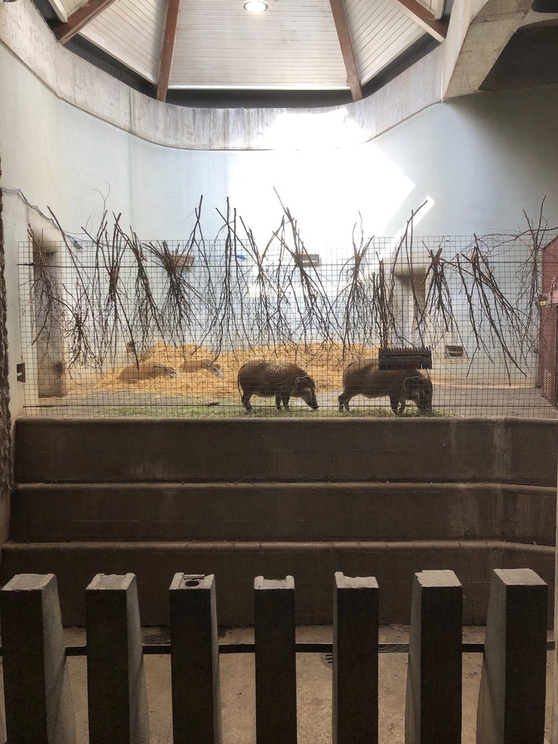 Inside the Casson: Red River Hogs