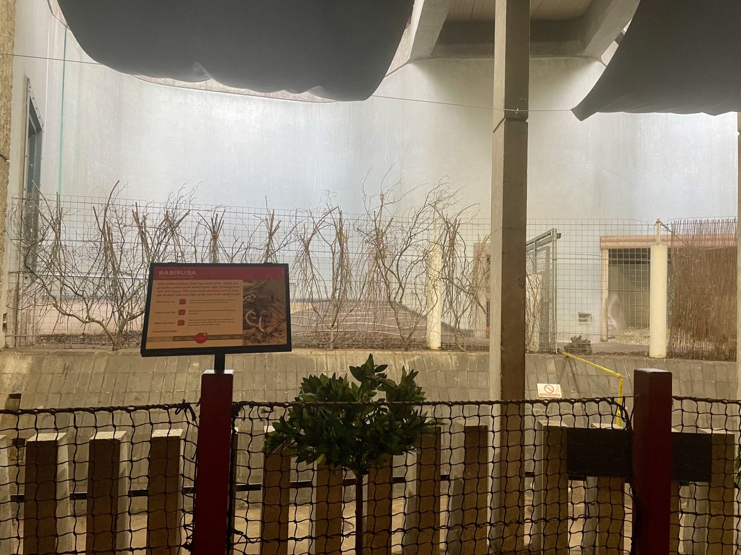 Inside the Cassons Building (Northern Babirusa)