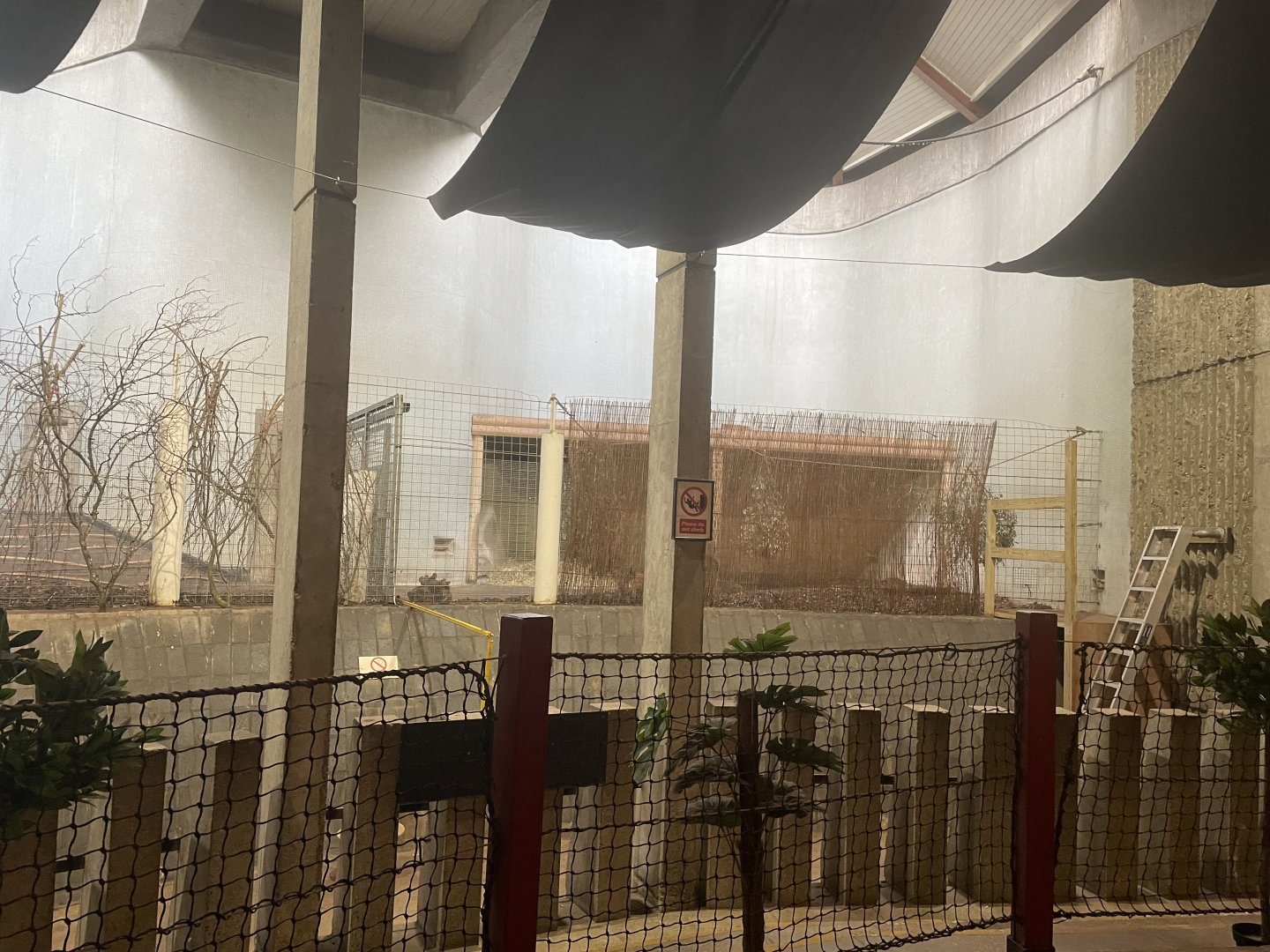 Inside the Cassons Building (Northern Babirusa)