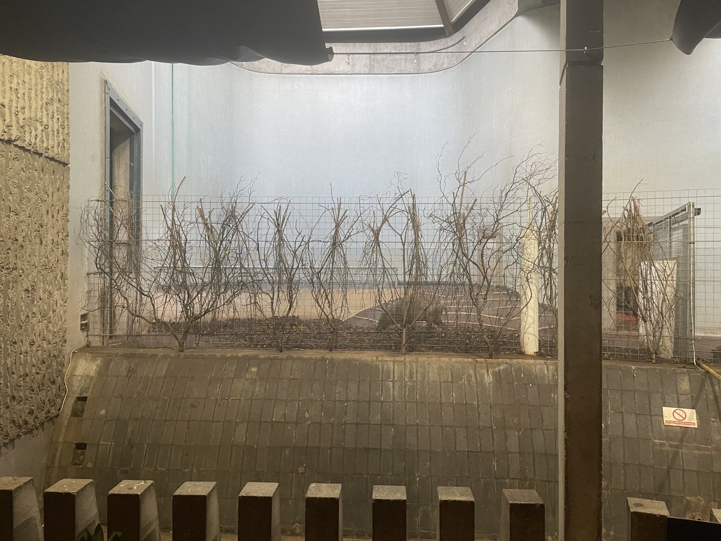 Inside the Cassons Building (Red River Hog)