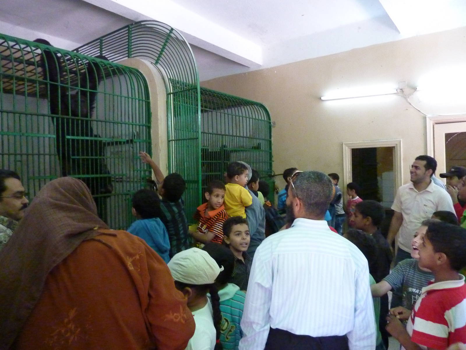 Inside the chimpanzee house (Not for the faint-hearted.)