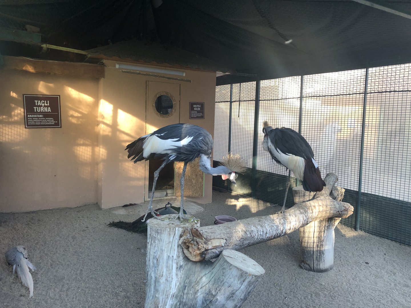 Inside the Crane Cage at the Ankara Domestic Animals Park