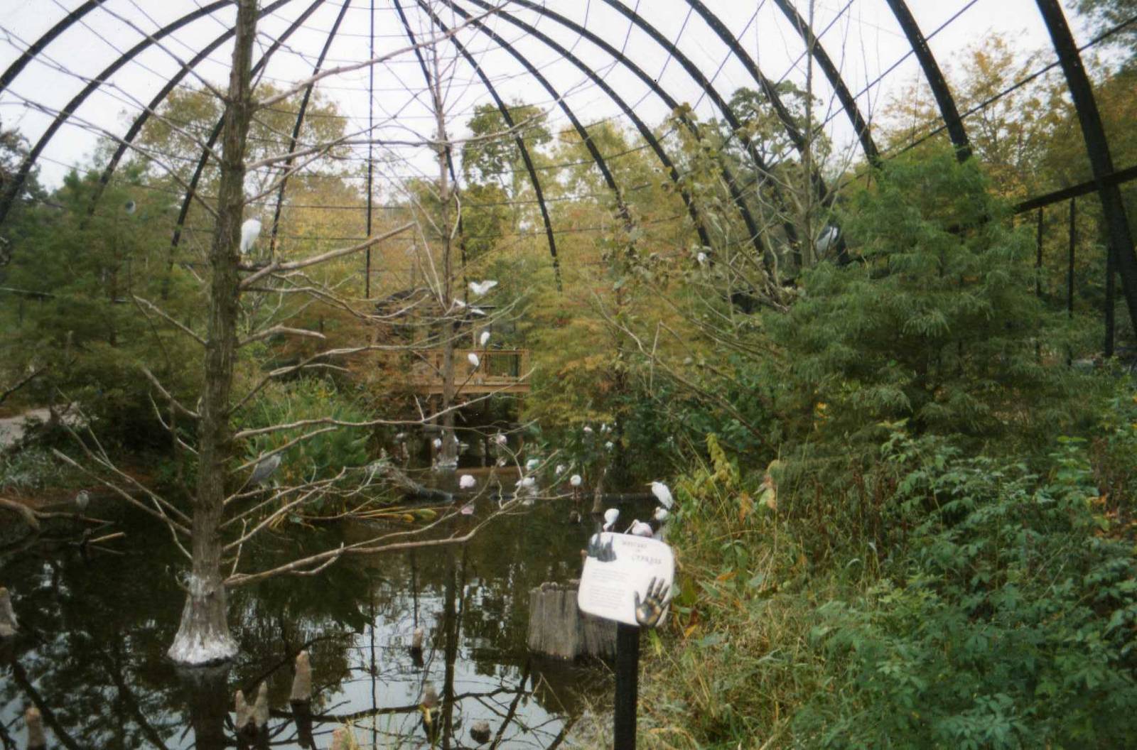 Inside the Cypress Swamp Aviary
