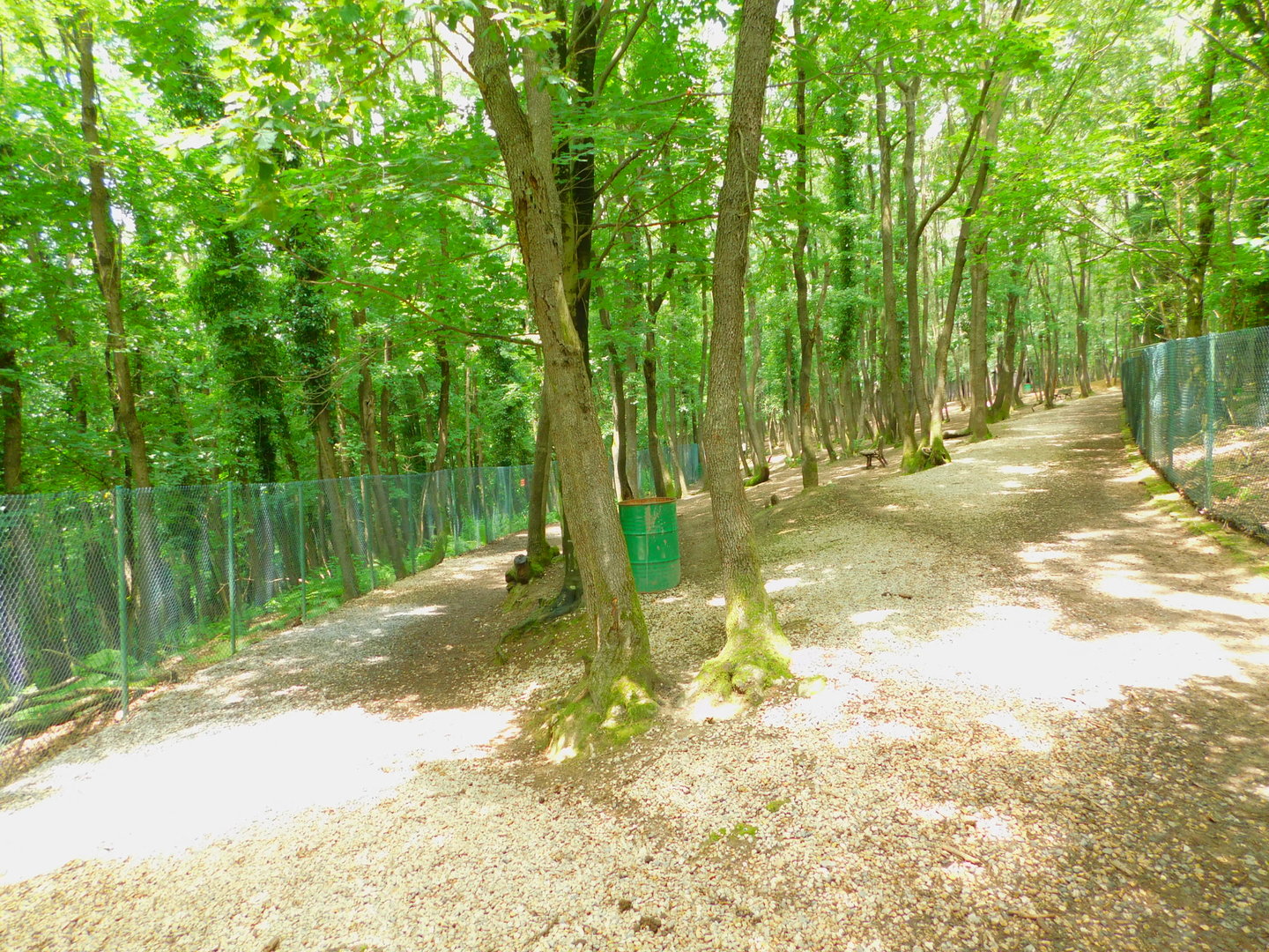 Inside the Deer Enclosure