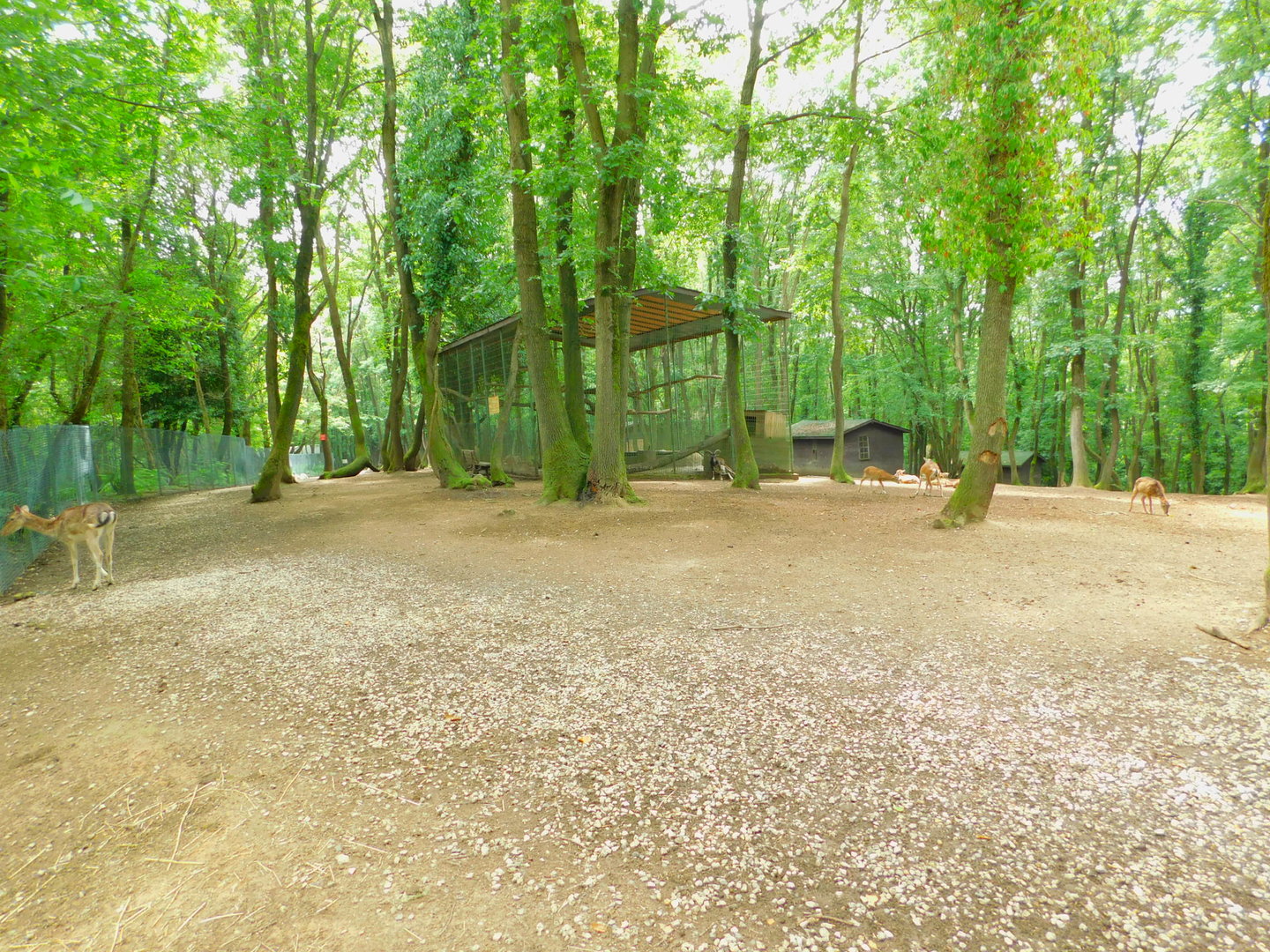 Inside the Deer Walkthrough