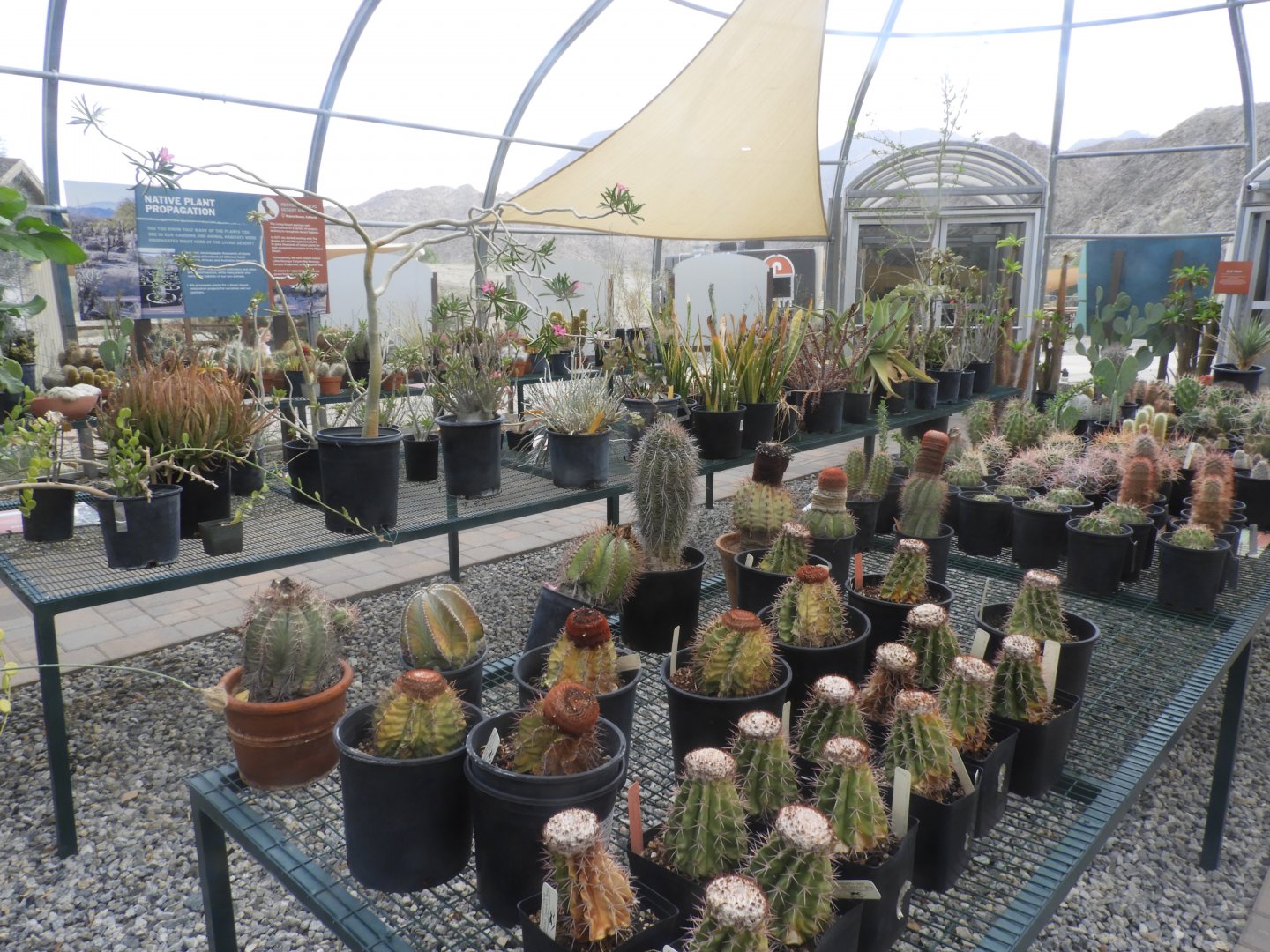 Inside the desert plant conservation centre