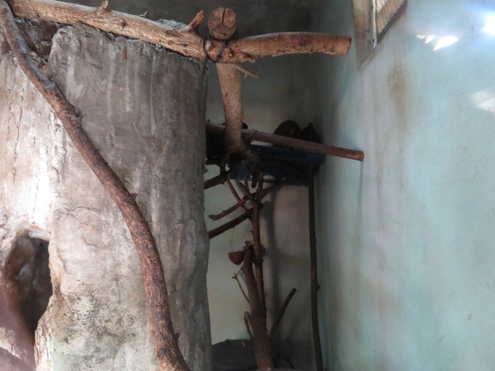 Inside the douroucouli enclosure - Amazon and beyond, March 2015