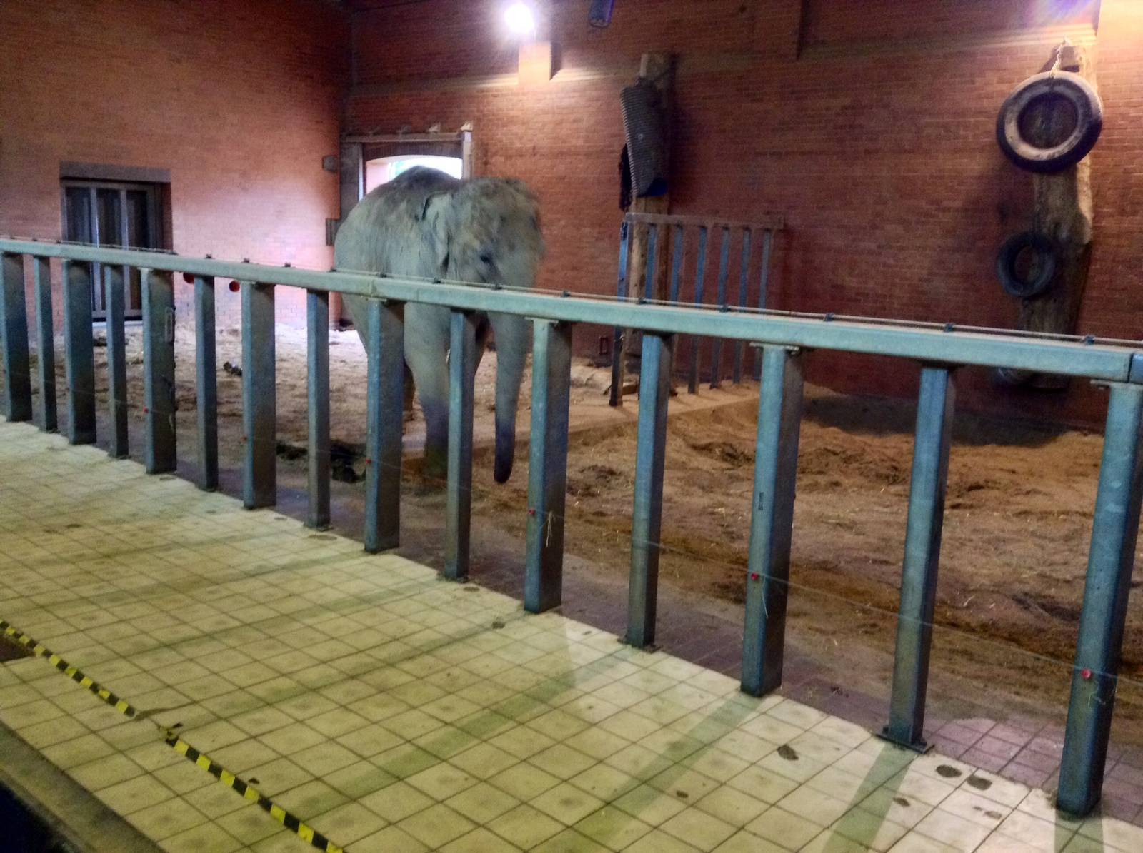 Inside the Elephant House 29.05.2014