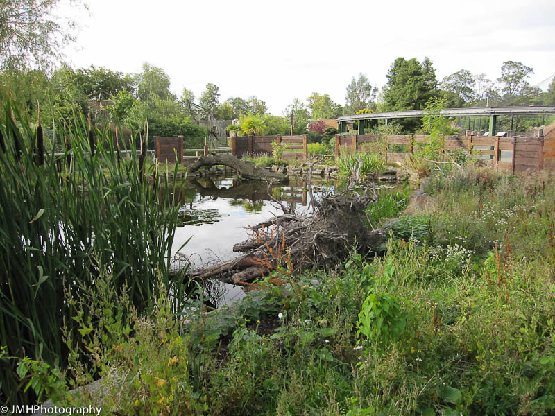 Inside the enclosure - giant otters