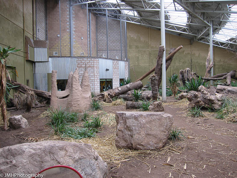 Inside the enclosure - jaguar