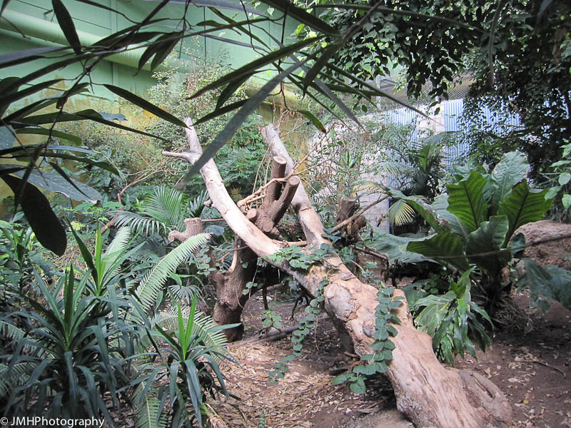 Inside the enclosure - jaguar