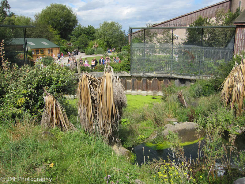 Inside the enclosure - jaguar